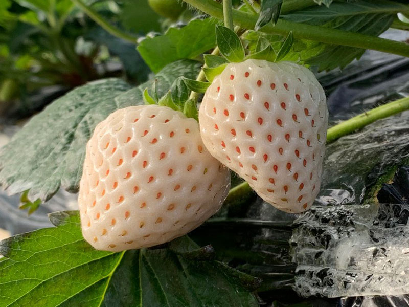 期間限定 3色いちご狩り 愛犬 ペットと泊まれるグランピング施設 ドッググランピング京都天橋立 公式